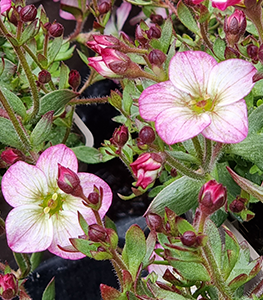 Saxifrages alpinos